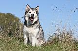ALASKAN MALAMUTE 152